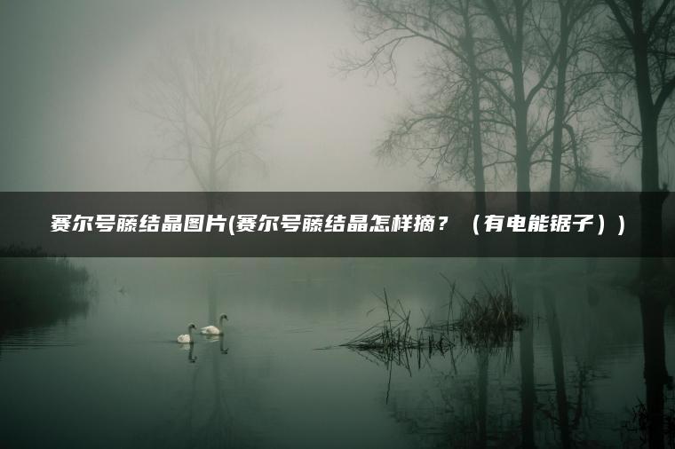 赛尔号藤结晶图片(赛尔号藤结晶怎样摘？（有电能锯子）)