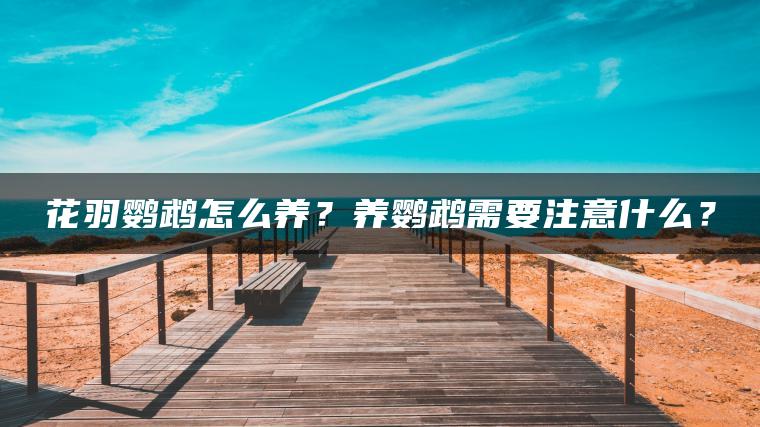 花羽鹦鹉怎么养？养鹦鹉需要注意什么？